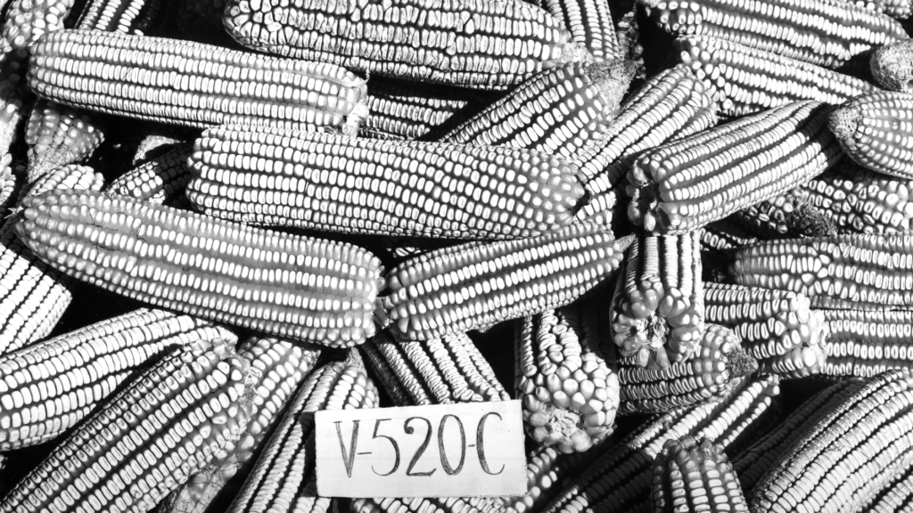 Black and white image of corn labeled with the tag "V-520-C".