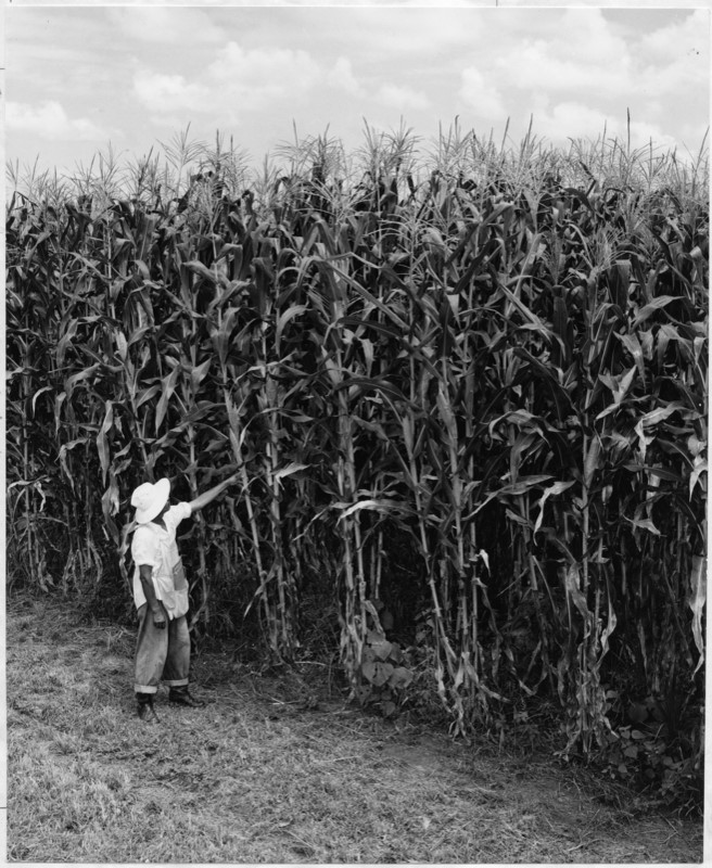 Black and white image of a farmer standing in front of a corn yields.