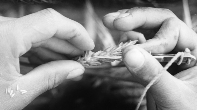 Black and white image of the hands of Norman E. Borlaug holding a piece of "Norin" dwarf wheat.