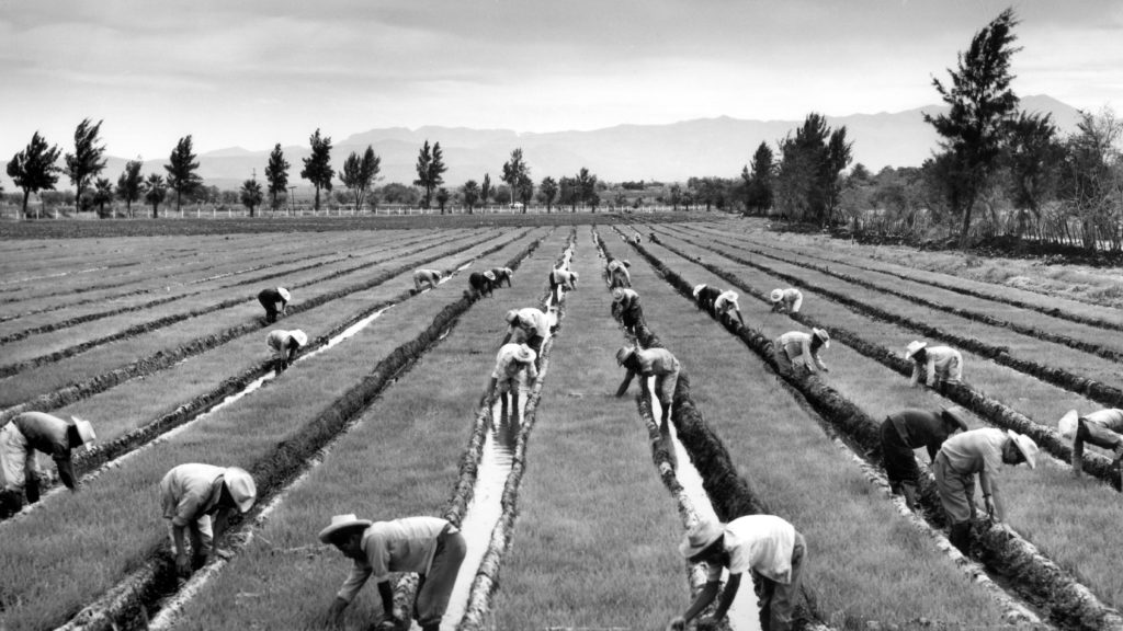 Black and white image of "agronomistos", harvesting rice in a field.