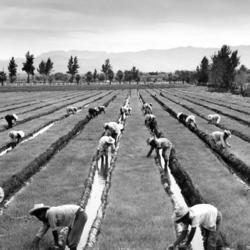 Black and white image of "agronomistos", harvesting rice in a field.