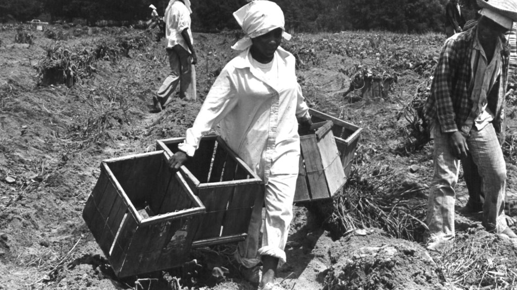 Black and white photo of a woman carrying four empty crates in an agriculture field.
