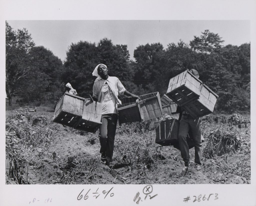 Two Members of the Grand Marie Vegetable Co-Op carrying empty vegetable containers through a field