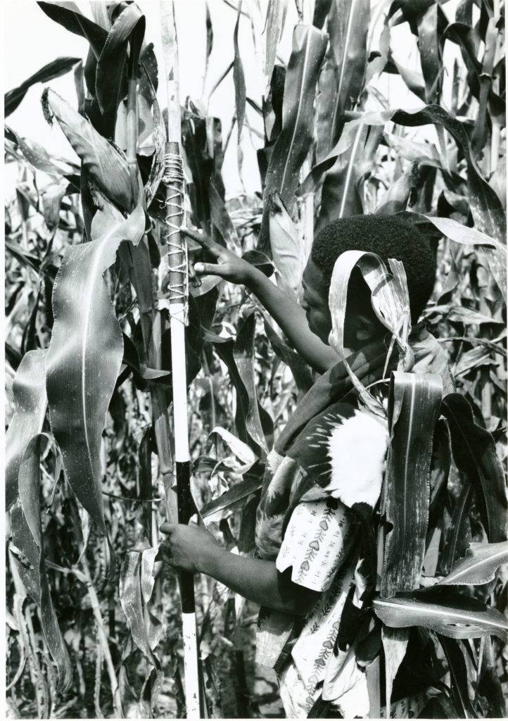 Nigerian farmer observing string attached to a cornstalk as part of corn research project funded by Ford Foundation