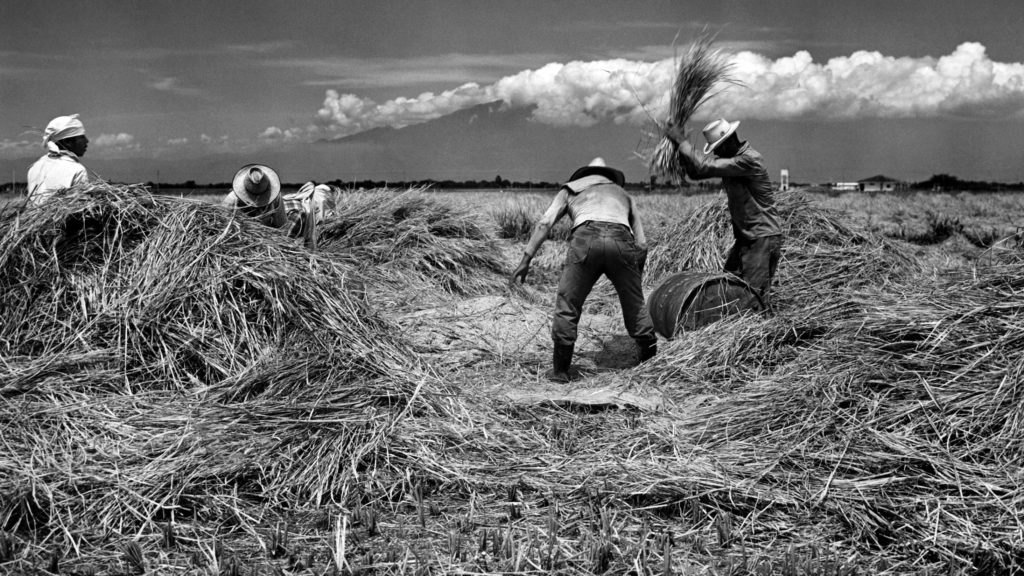 Black and white image of four farmers cultivating rice.