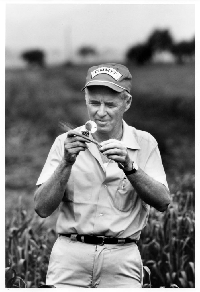 Black and white image of Borlaug holding a grain of wheat in a field.