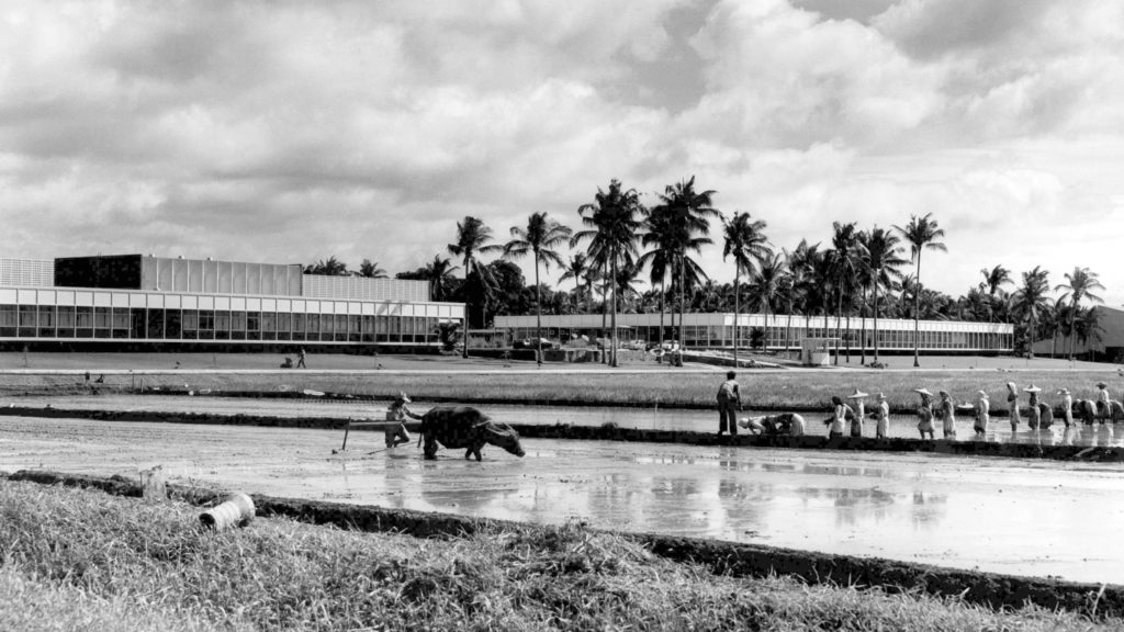 Rice field with cow and plow moving through the field with a large group of men to the right in front of large buildings.