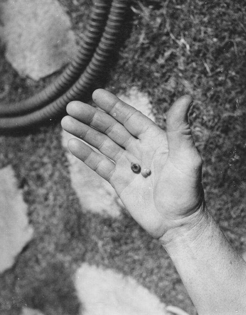 A grayscale photograph of Claude H. Barlow's open palm holding two snails with different shell patterns.