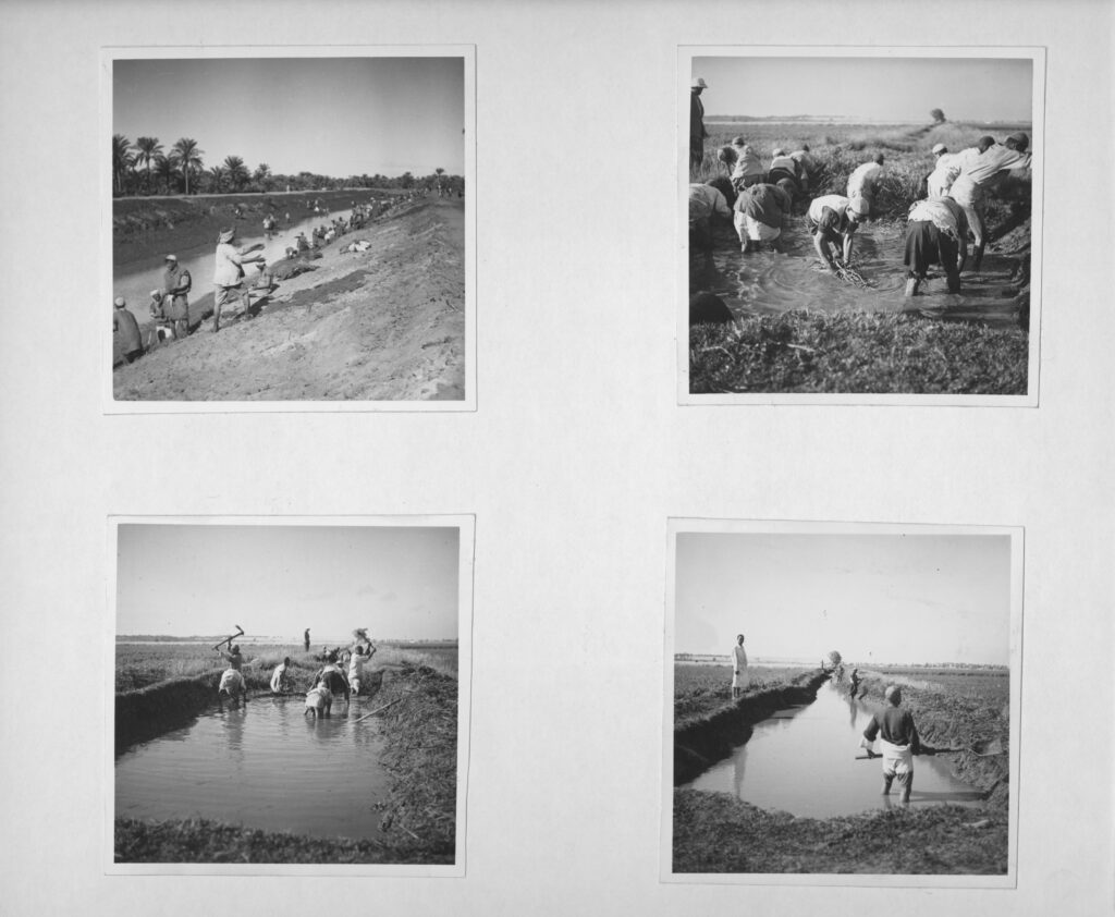A group of four grayscale photographs showing canal clearance work.