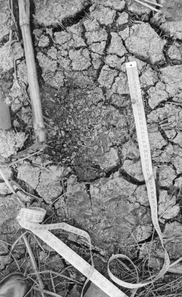 A grayscale photograph of dry soil and debris in the Virgin's Tree canal in Matarieh, Egypt. A measuring tape is placed on the ground, with a singular Planorbis snail on the number 9 mark.