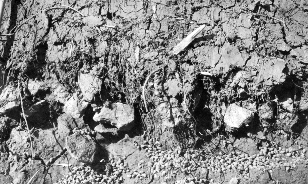 A closeup of the dry mud and debris of a canal with clusters of snails scattered along the ground.